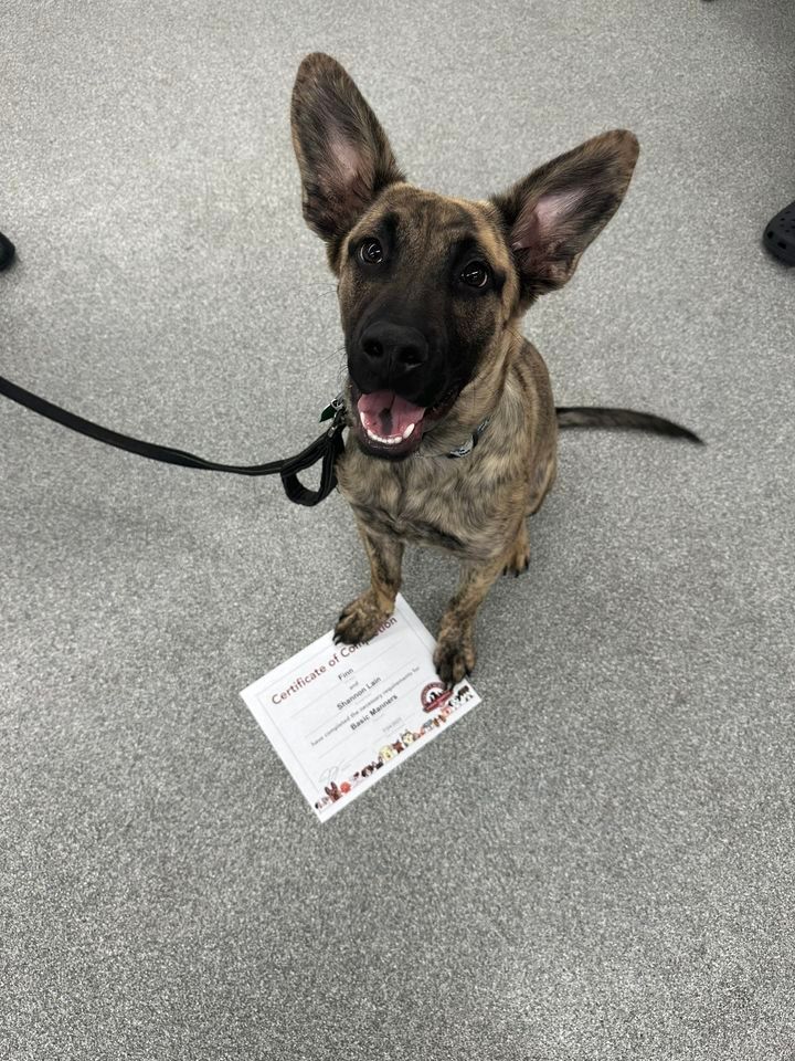 Basic Manners, Mount Laurel Animal Hospital, February 5 2024 AllEvents.in