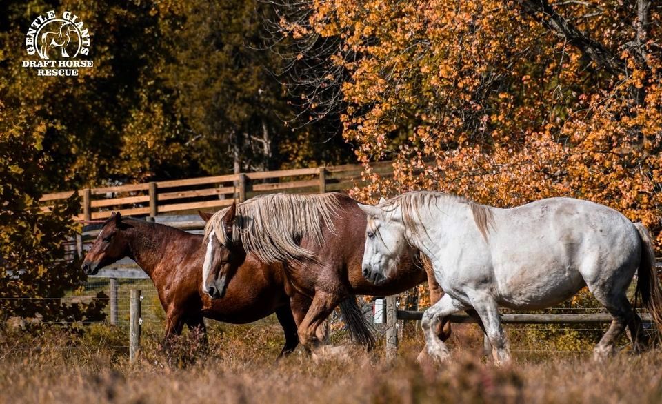 VolunteerOnly Gentle Giants Draft Horse Rescue, Gentle