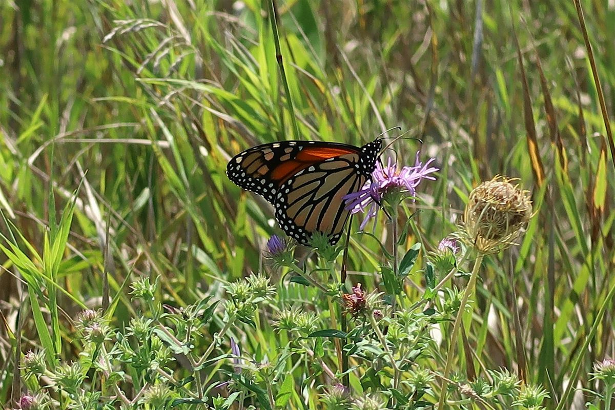 Free Native Seed Giveaway (Kanata), 13 December | Event in Ottawa | AllEvents