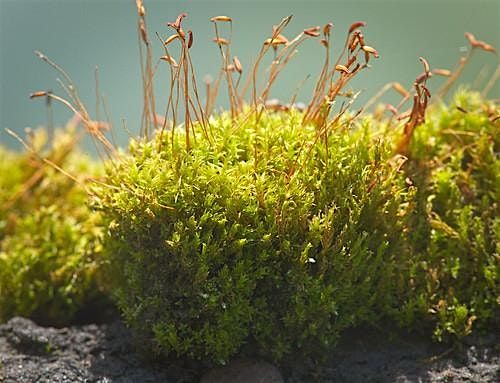Moss Workshop - The Paddock, 13 December | Event in London | AllEvents