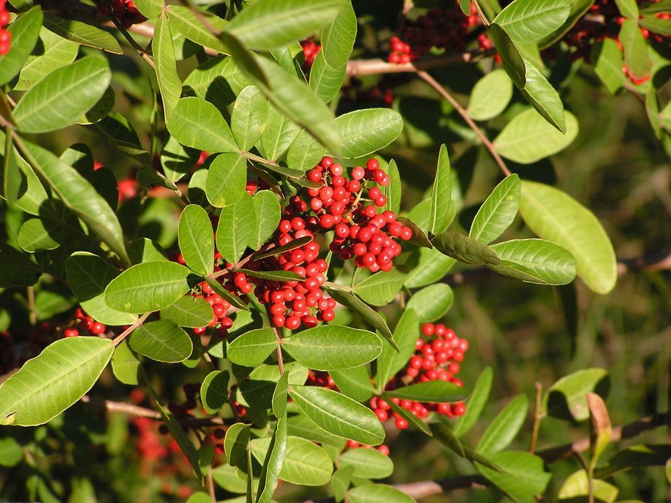 Invasive Plants FL Master Naturalist Program, City of Clearwater