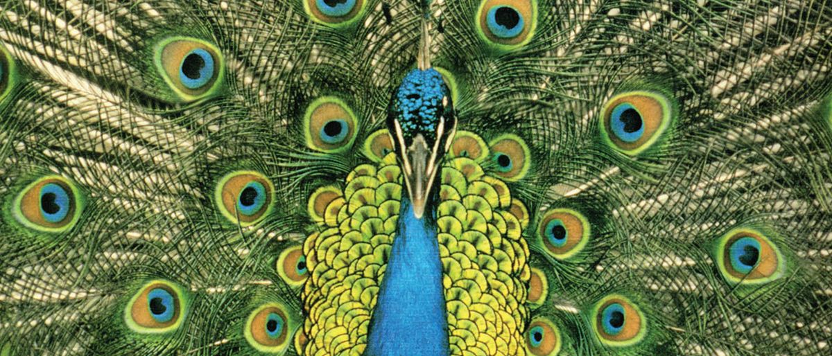The Bluetones in Exeter, 14 August | Event in Exeter | AllEvents