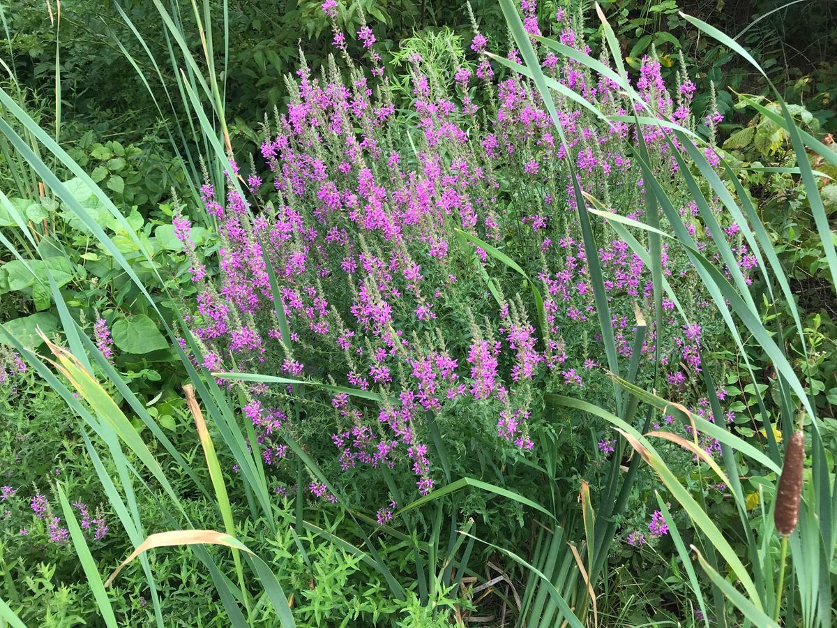Invasive Species Scavenger Hunt 2021 July 29 2021 Online Event