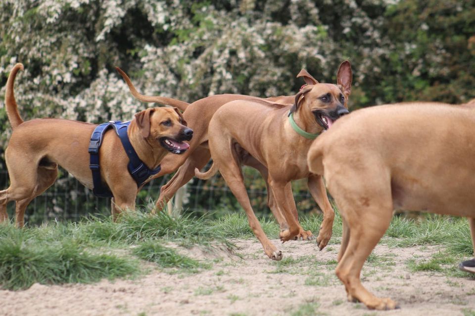 Rhodesian Ridgeback PLAY SESSION, Dogs Country Club, Ashtonin