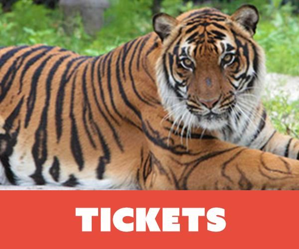 Big Cat Habitat and Gulf Coast Sanctuary, Big Cat Habitat, Sarasota