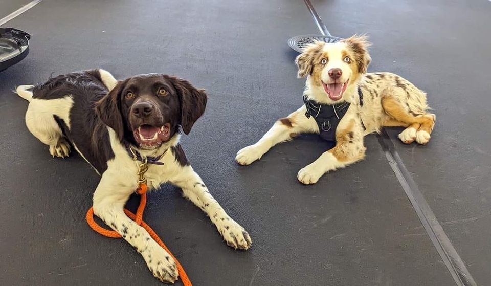 Dog Introduction Seminar , Paws Abilities Dog Training (Inver Grove