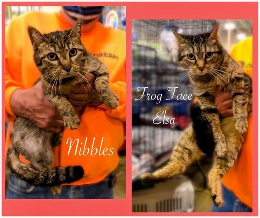 Pet Smart Adoption Tent Event Petsmart Winchester July 24 2021 Allevents In Petsmart Events July 2022 22312