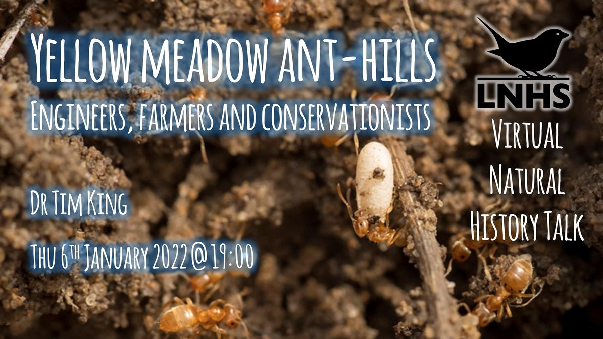 Yellow Bus Events In The City Top Upcoming Events For Yellow Bus History Of The Yellow Daisy Festival 2022