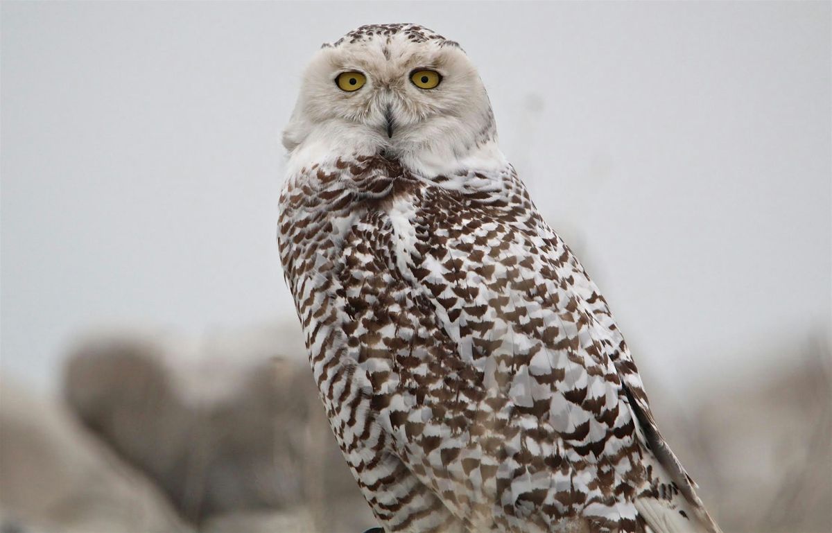 Pointe Mouillee Walking Field Trip, 3 January | Event in South Rockwood | AllEvents