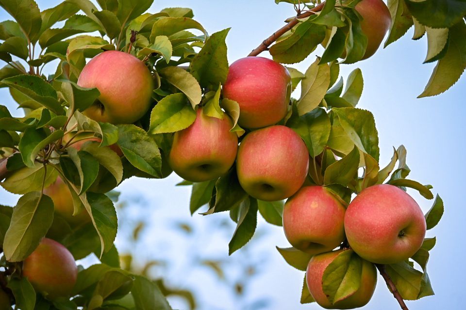 Applelands Fall Festival , Appleland Farm Market, Fredonia, September