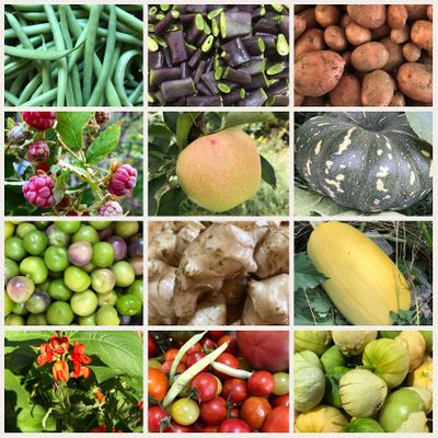 Canberra Permaculture Design logo