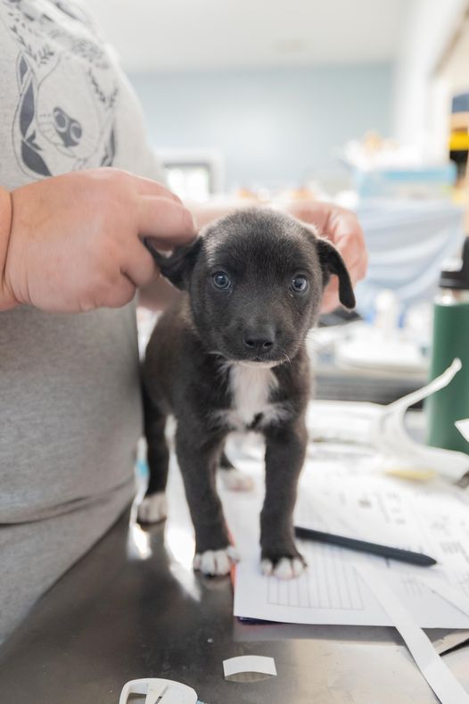 Adoption Event Petsmart Fredericksburg August 28 2021 Allevents In Petsmart Events July 2022 22312