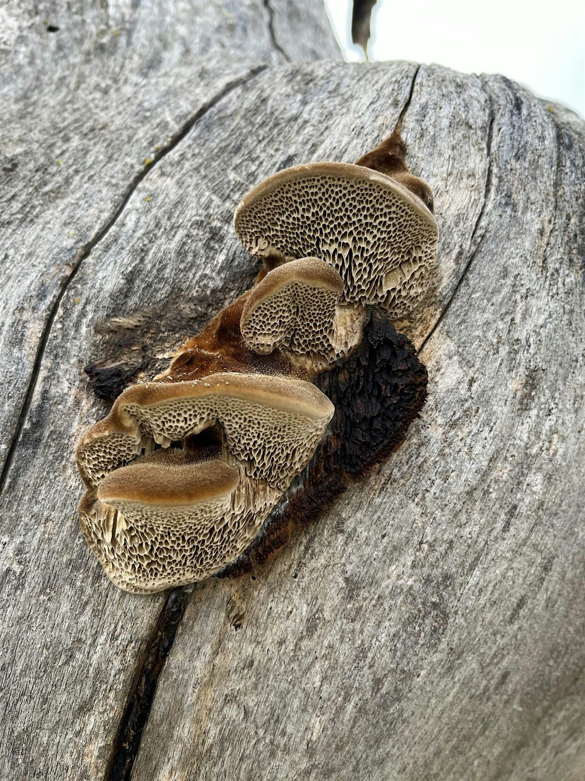 Mushroom Walk and Talk, 22 November | Event in Bakersfield | AllEvents