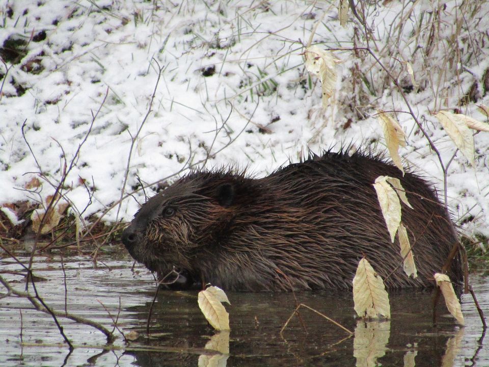 A Deep Dive Into the Watery World of Beavers, Rochester Museum and