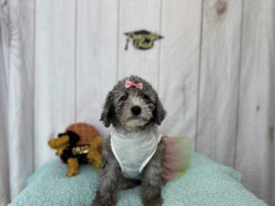 Free Puppy Kisses All Weekend Comstock Park, MI, The Barking Boutique