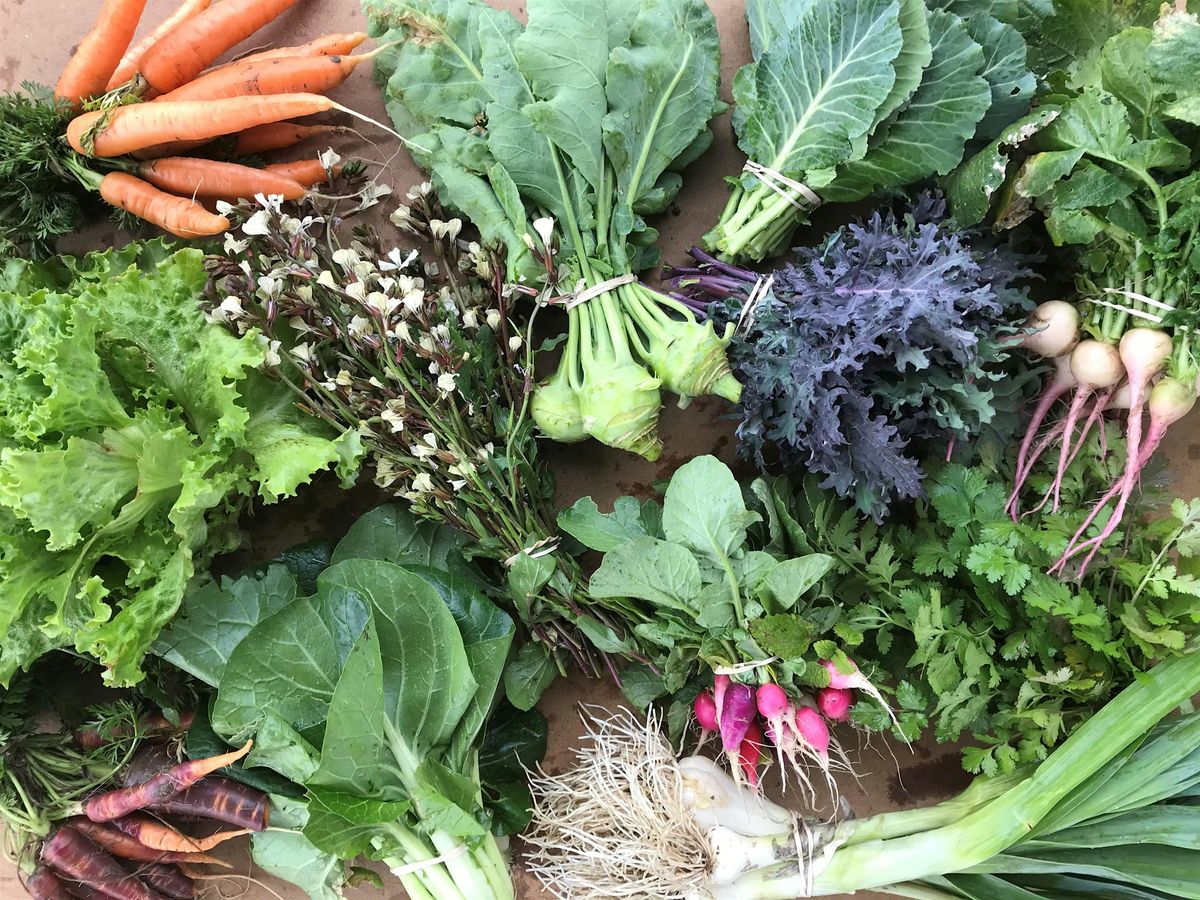 Volunteer at the Refugee Collective Farm | Event in Elgin | AllEvents
