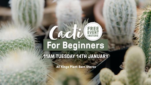 Cacti For Beginners At Kings Plant Barn