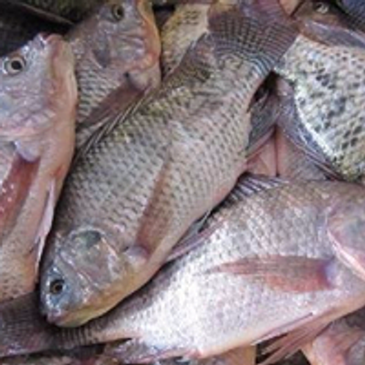 Agrimarine Solutions
