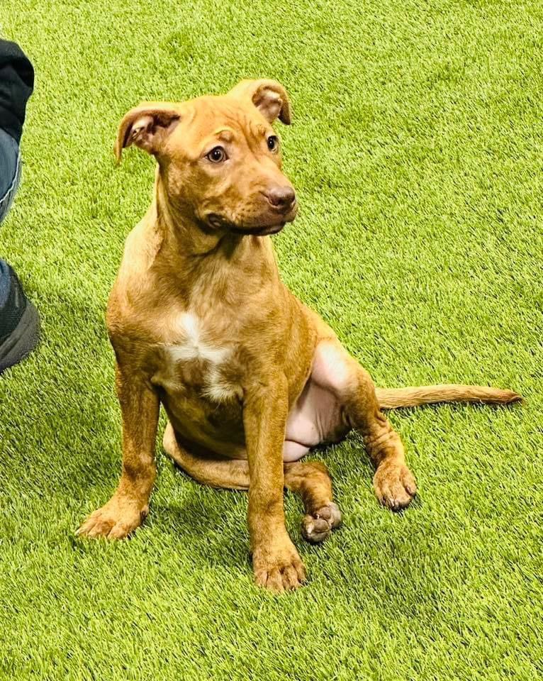 Just Paws Adoption Event, Just Paws Gourmet at Merle Hay Mall, Des Moines, January 27 2024