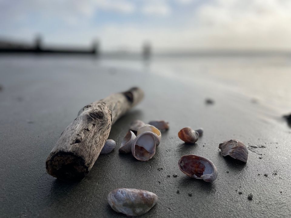 Shellfish Foraging in Hampshire, Langstone Harbour, Havant, March 9 ...