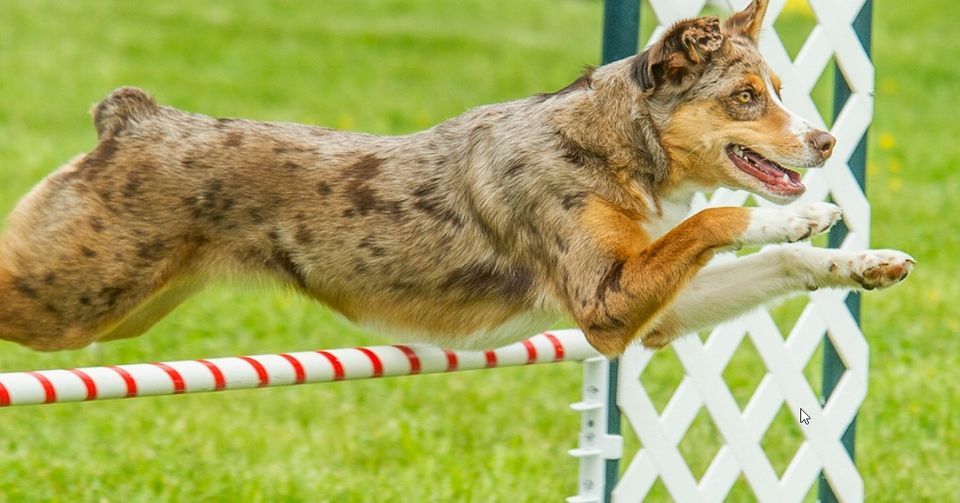 UKI Agility Hosted by Mile High Agility Association/Mile High Agility Club of Boulder
