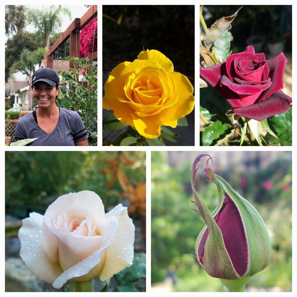 POWAY All About Roses with Celeste Burns, Walter Andersen Nursery