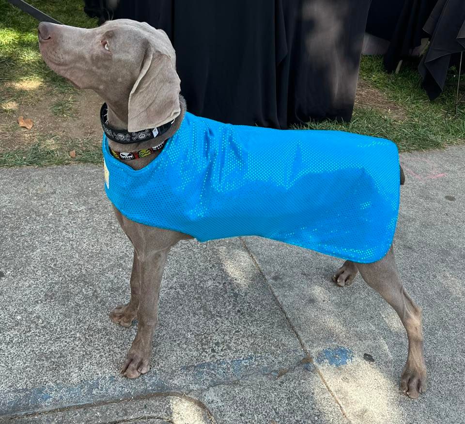 Harvest Moon Classic Dog Show, Sonoma County Fairgrounds, Santa Rosa