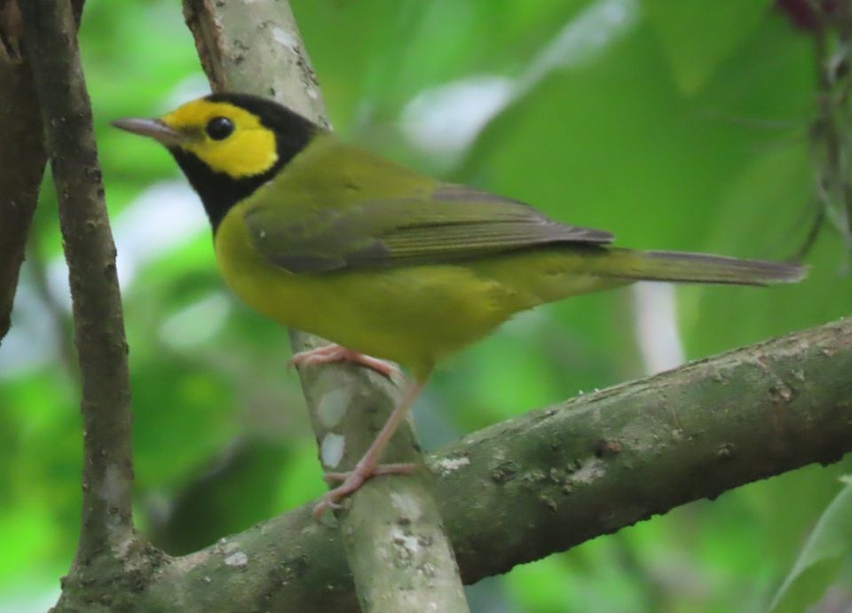 Spring Bird Walks at Mead Botanical Garden, Mead Botanical Garden, Orlando, April 16 2022