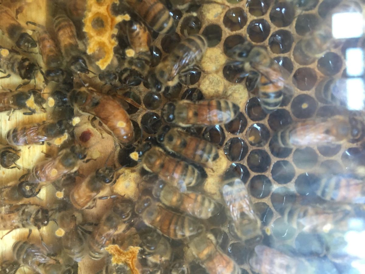 2021 2022 Schools Self Guided Group Visit The Randall Museum San Francisco January 8 To May 27 Allevents In San Francisco Events January 8 2022