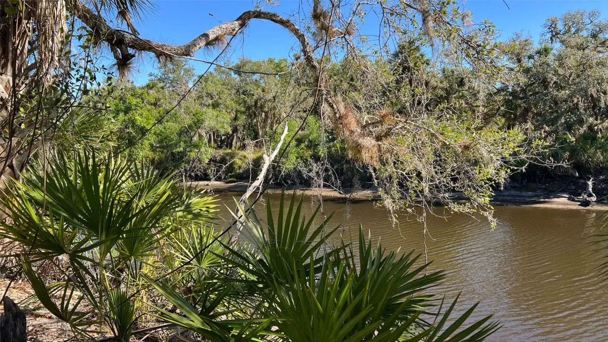 Sleeping Turtles Preserve North: Nature Walk & Picnic | Event in Venice | AllEvents