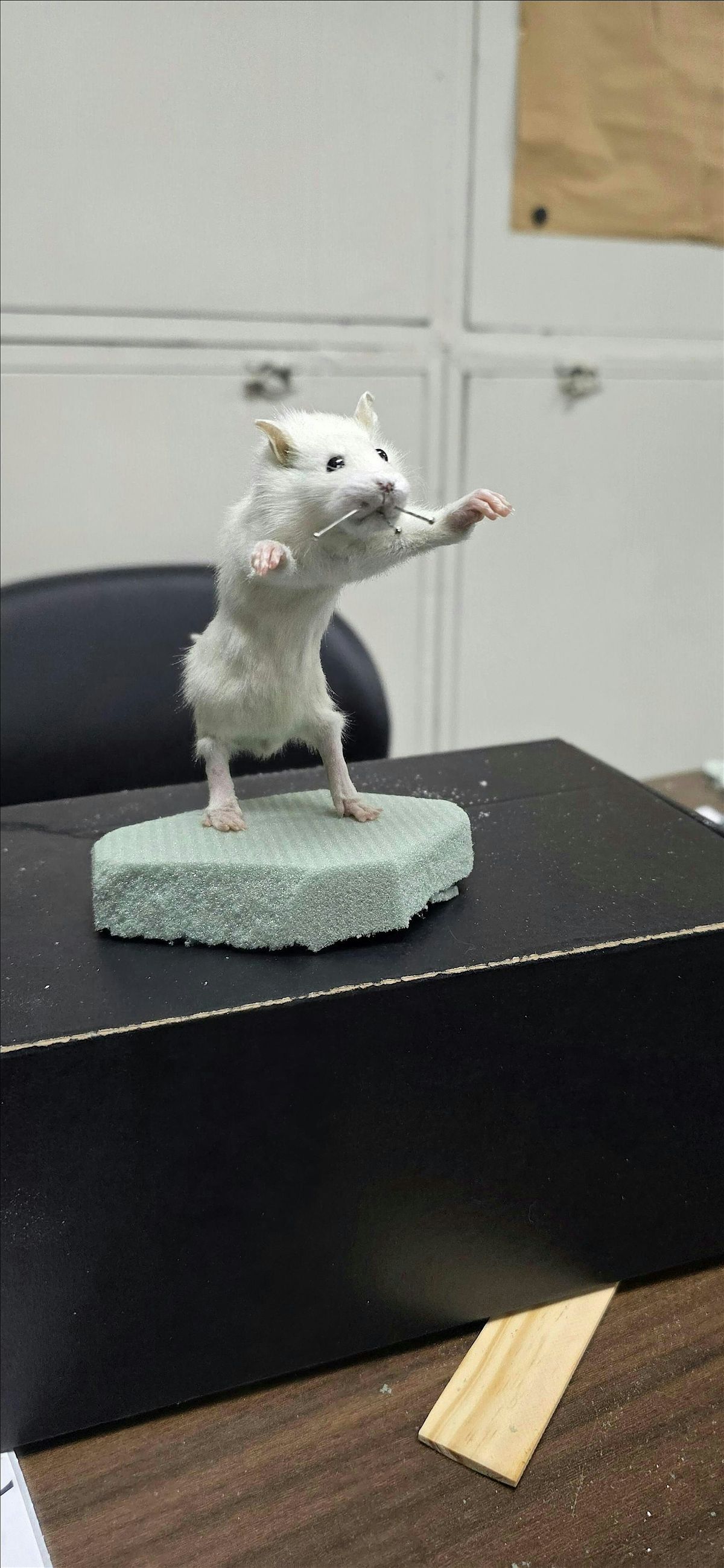 Rat Taxidermy Class, 31 January | Event in Monroe | AllEvents