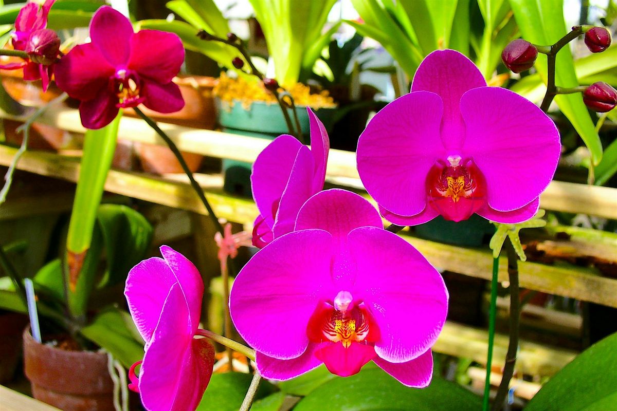 The Basics of Orchid Care & Maintenance in  Asheville, 24 January | Event in Asheville | AllEvents