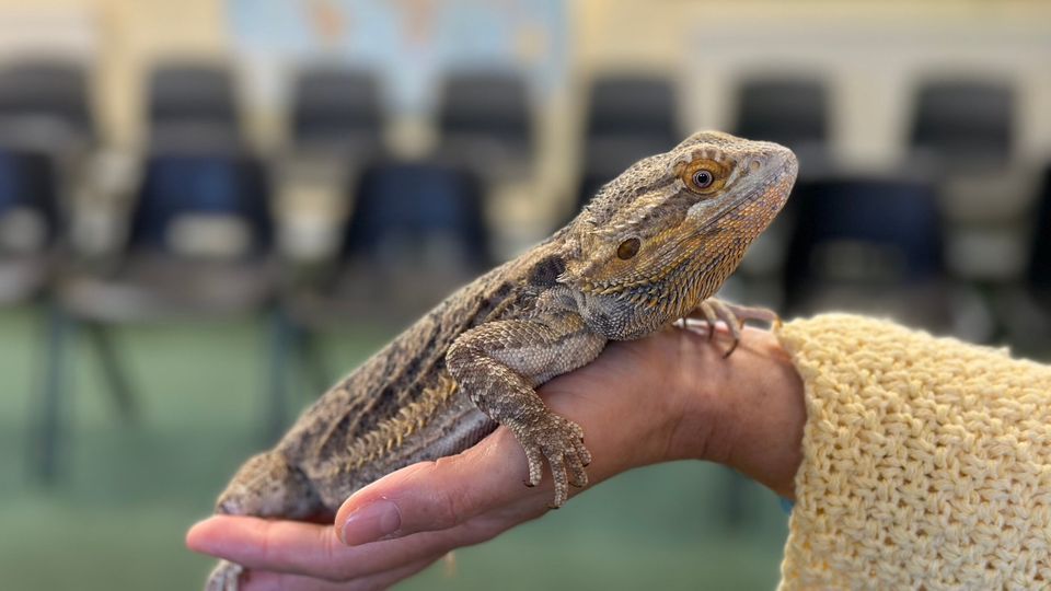 Animal Handling Sessions, Birmingham Botanical Gardens, 27 March 2025