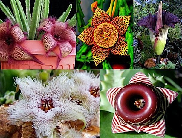 Playing Dead! How Carrion Flower Tomfoolery Gets Them Pollinated, 27 January | Event in Baton Rouge | AllEvents