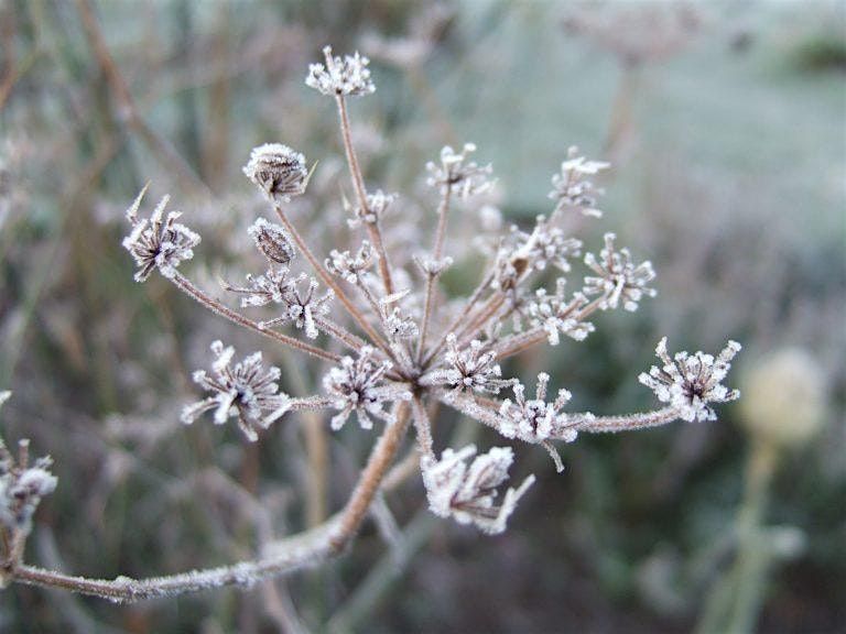 Dementia Friendly Garden Social - December (morning session), 5 December | Event in Edinburgh | AllEvents