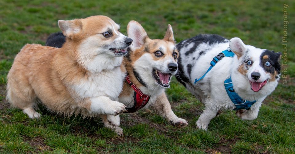 Lynn Robie Dog Park Big Meet, Lynn Robie Dog Park, Sacramento
