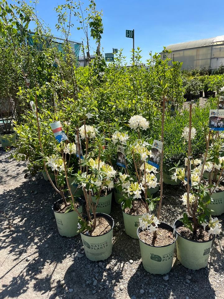 Proper Tree and Shrub Planting Class, 5800 Rager Rd, Groveport, OH