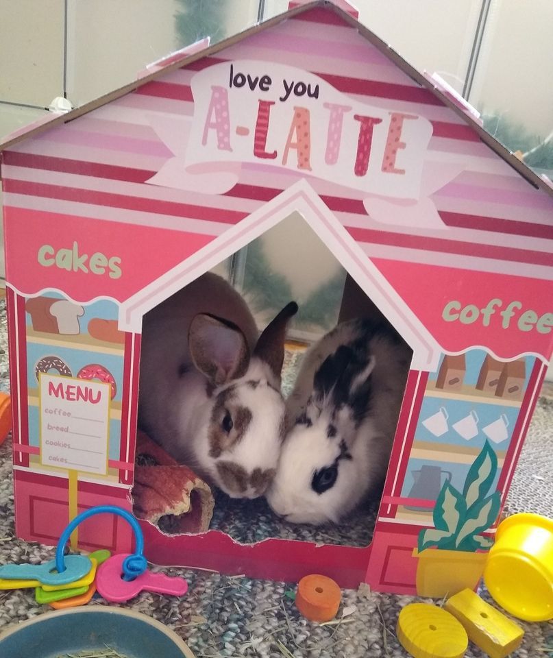 Popup Bunny Adoption Event!!, Kzoo Cat Cafe and Rescue, Kalamazoo