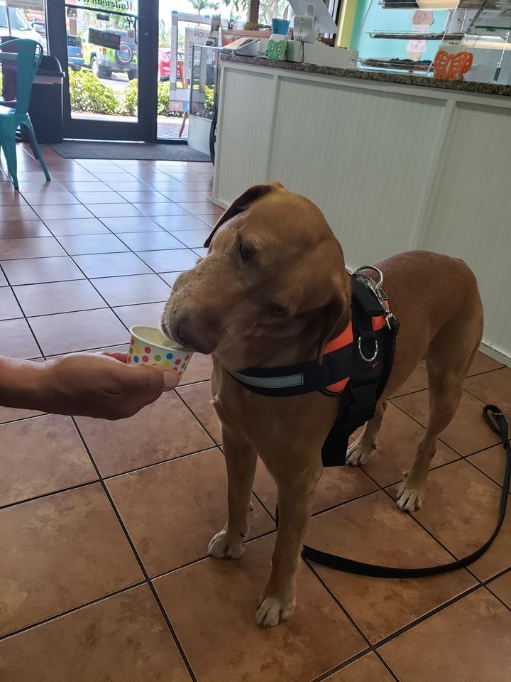 4th Saturday Shelter Day , Zirilli's Chilly Treats, Cape Coral, July 22