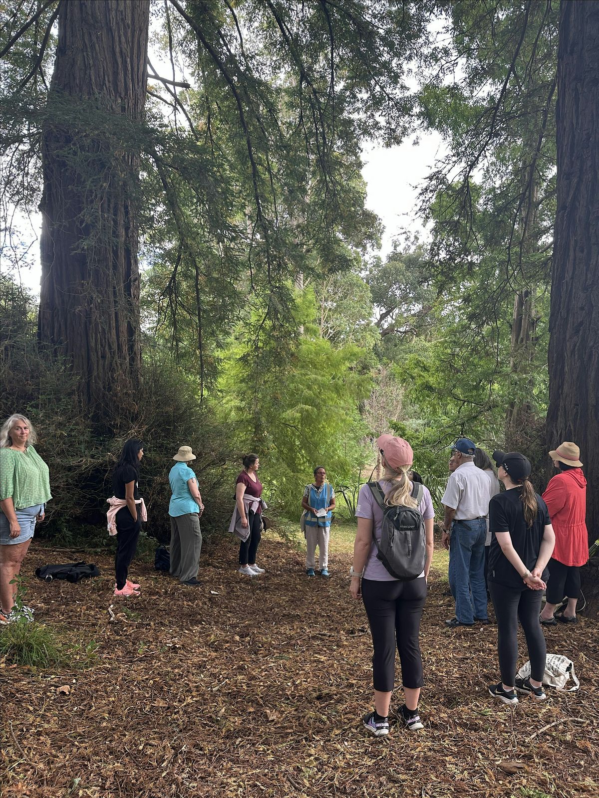 Guided Walk: Forest Bathing, 8 February | Event in Auckland | AllEvents