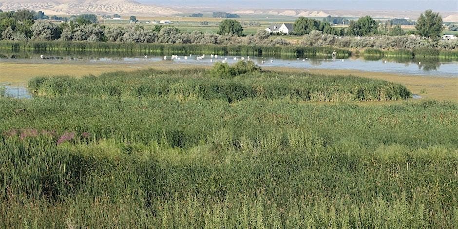 Birding Field Trip to Ted Trueblood & CJ Strike, 10 January | Event in Boise | AllEvents