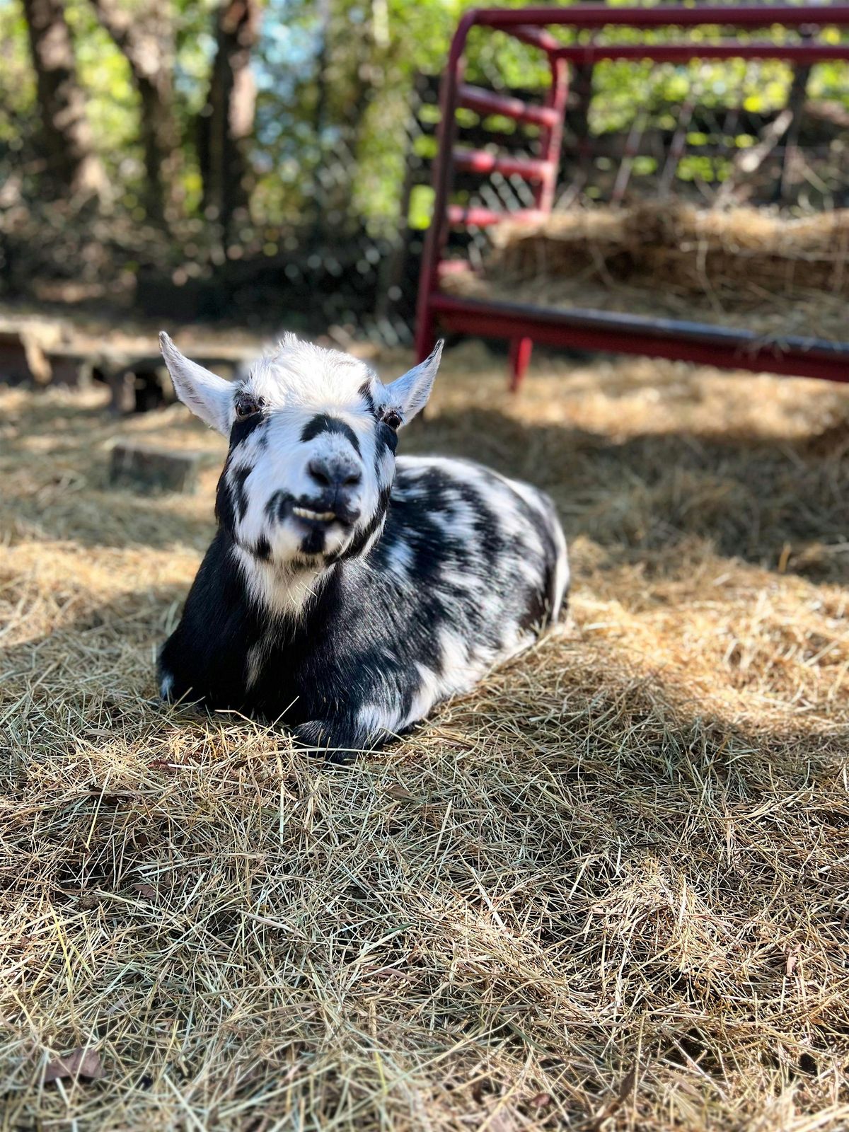 Goat Yoga + Tea and Chickens | Event in Durham | AllEvents