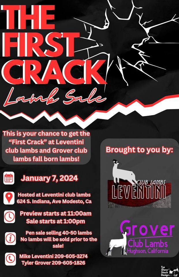 First Crack Lamb Sale, Leventini Club Lambs, Hughson, 7 January 2024