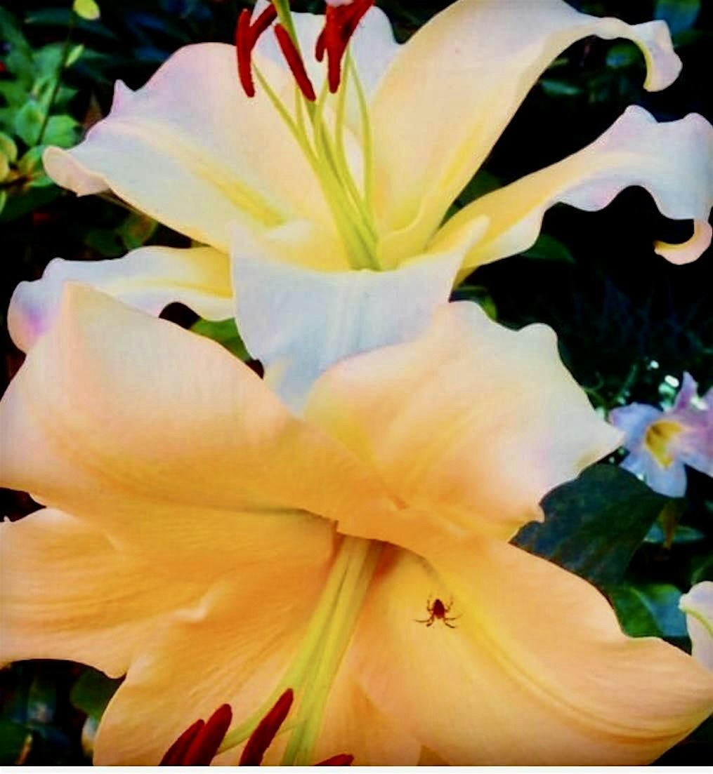 Mindfulness and Meditation for Health and Wellbeing. 4 week course