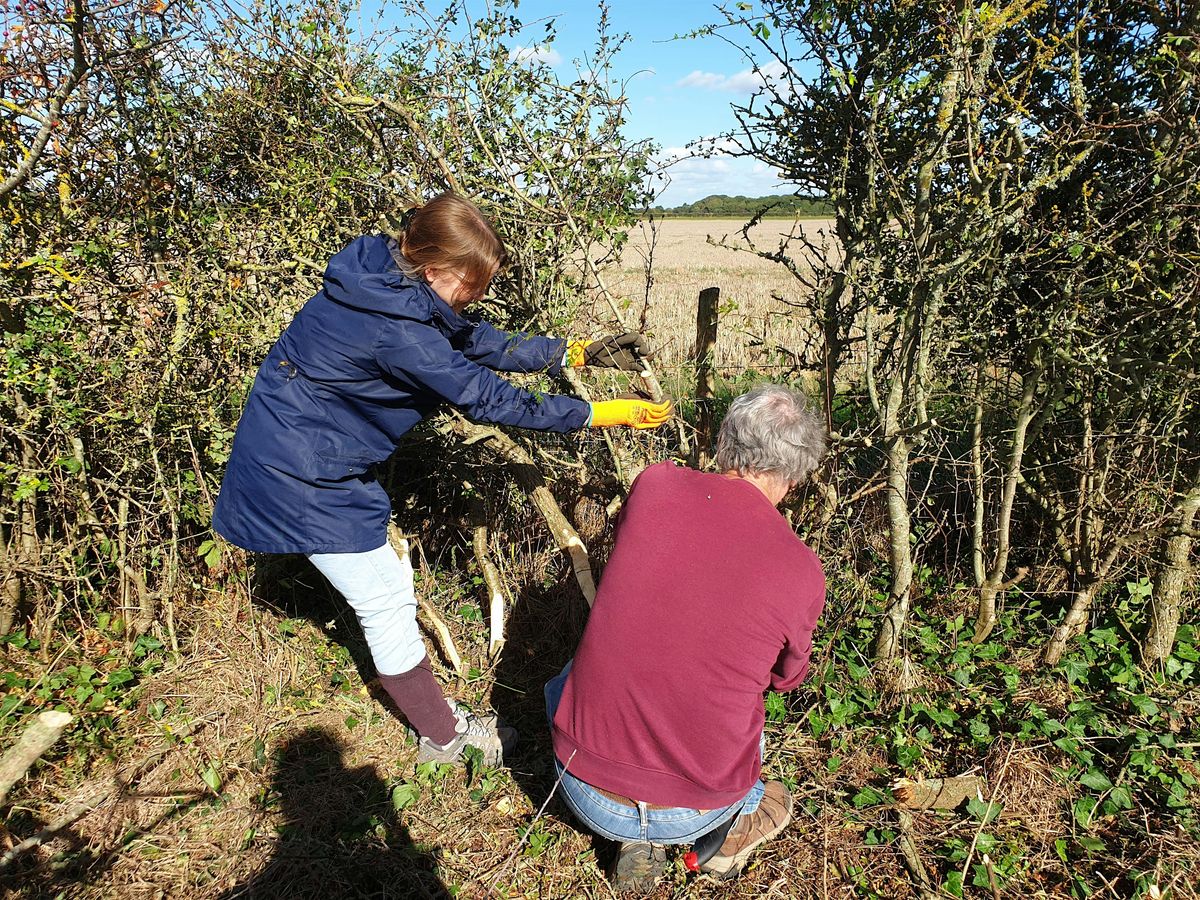 CPRE Hampshire - Hedge Laying Improver Day - 10th Dec, 10 December | Event in West Wellow | AllEvents