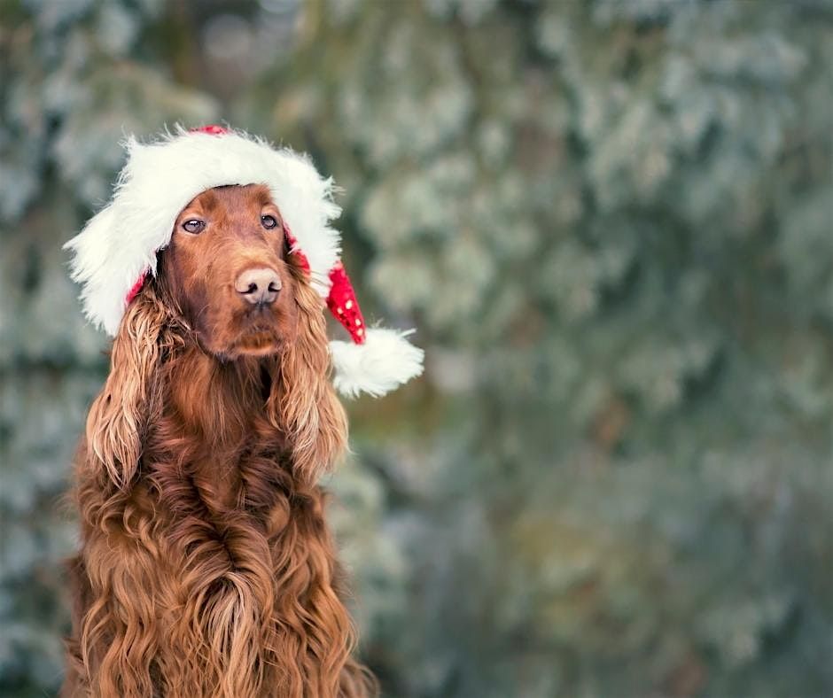 Christmas Waggy Walks - Burnham Beeches, 14 December | Event in Farnham Common | AllEvents