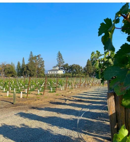 wine-tasting-with-whitehall-lane-winery-divided-vine-gilbert-20-may