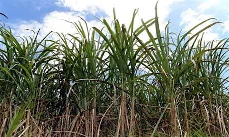 Spirits Class - Caribbean Rum, 18 December | Event in Moorhead | AllEvents