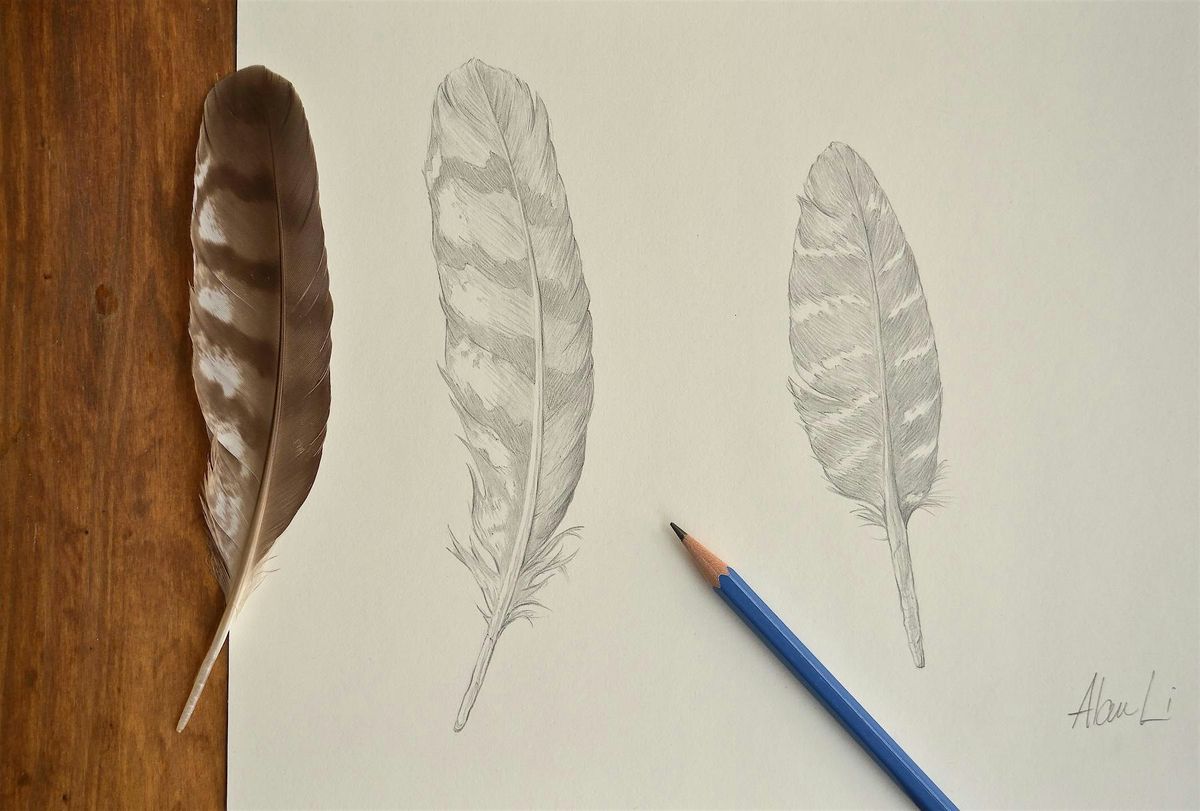 Introduction to Nature Drawing