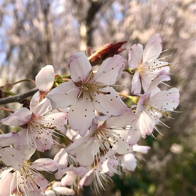 art cooperation and commissions logo